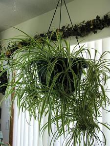 spider plant-air-purifying plants, Milford, Newton MA